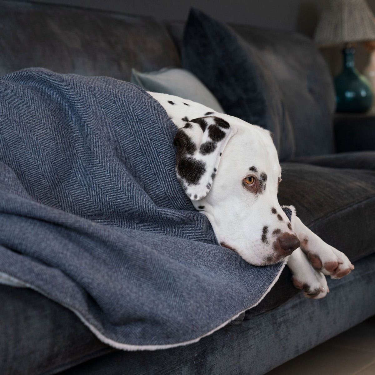 Dog & Puppy Blanket in Herringbone Tweed, view 2
