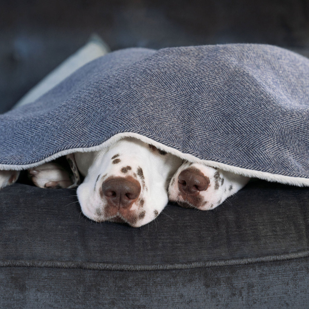 Dog & Puppy Blanket in Herringbone Tweed