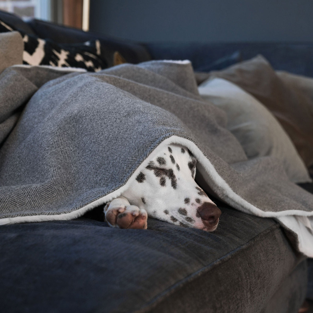Dog & Puppy Blanket in Herringbone Tweed, view 6