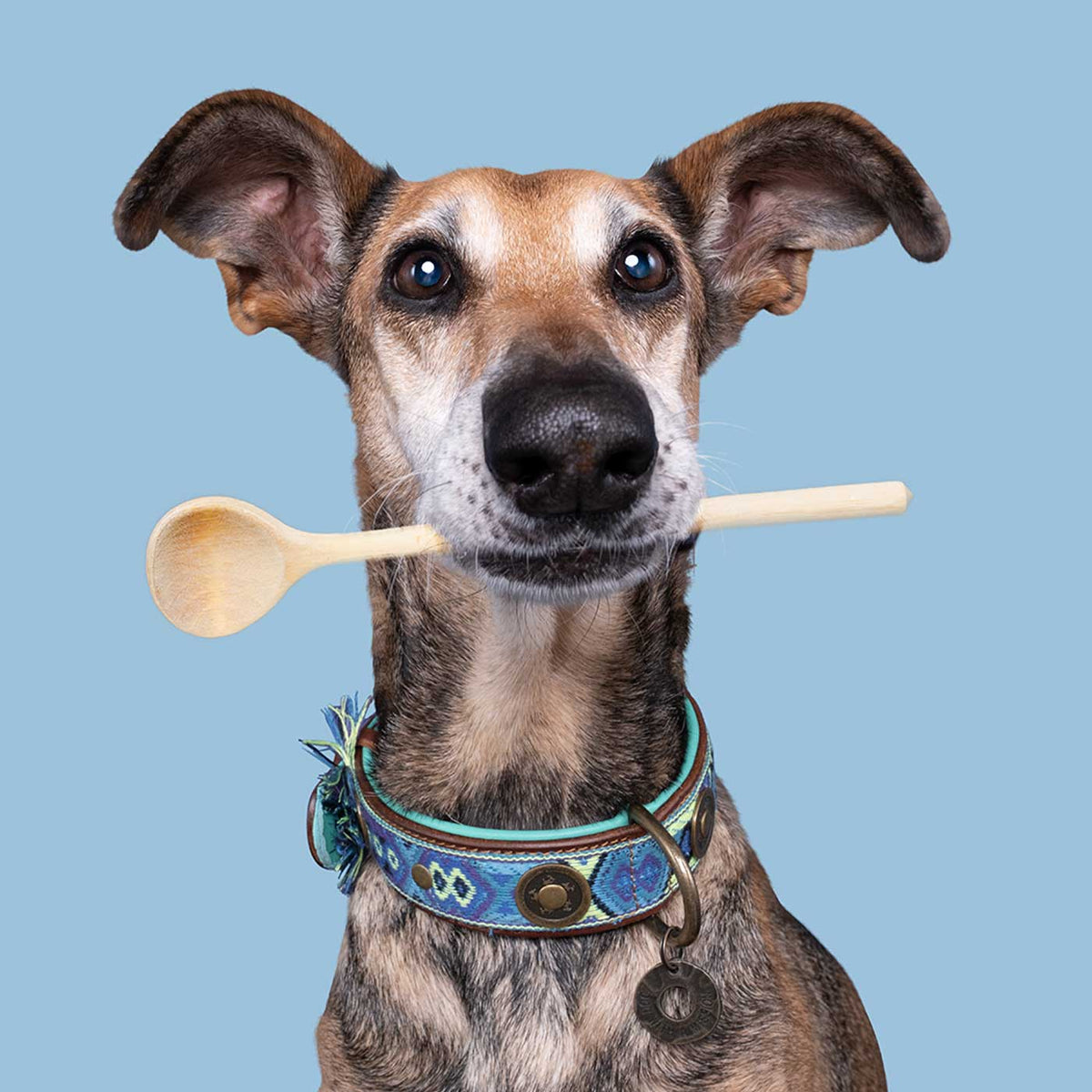 Boho Juan Dog Collar by DWAM, view 3