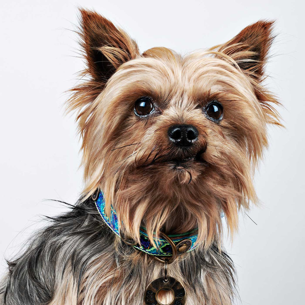 Boho Juan Dog Collar by DWAM, view 4
