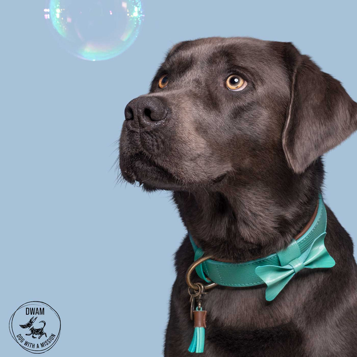 Boomer Dog Collar by DWAM, view 6