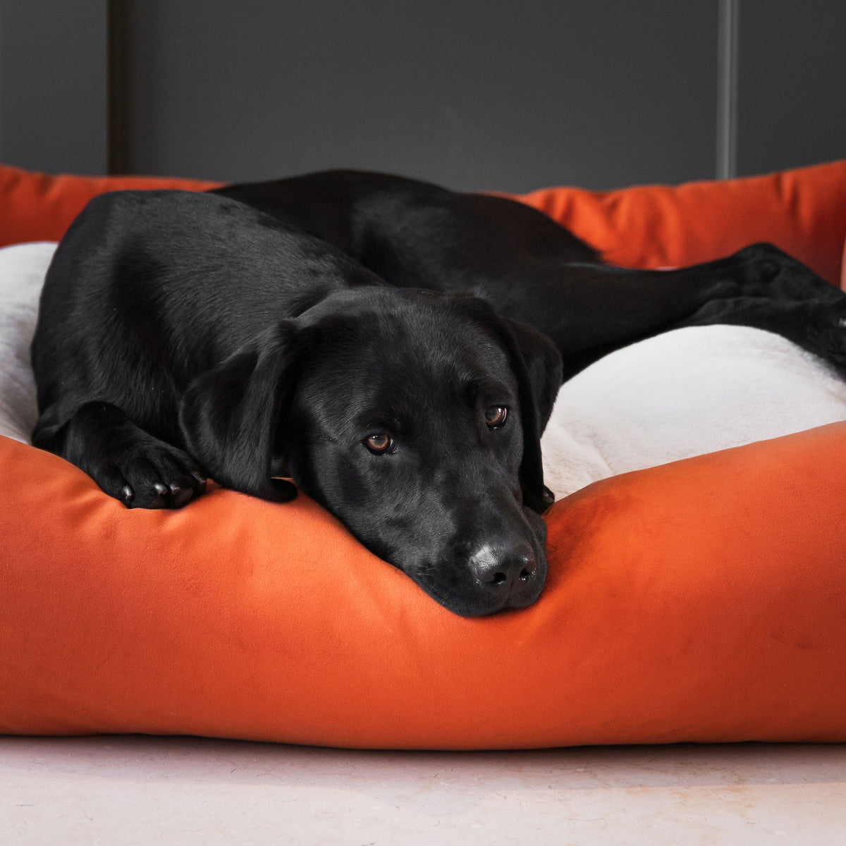 Box Bed With Removable Covers In Pumpkin Velvet, view 4