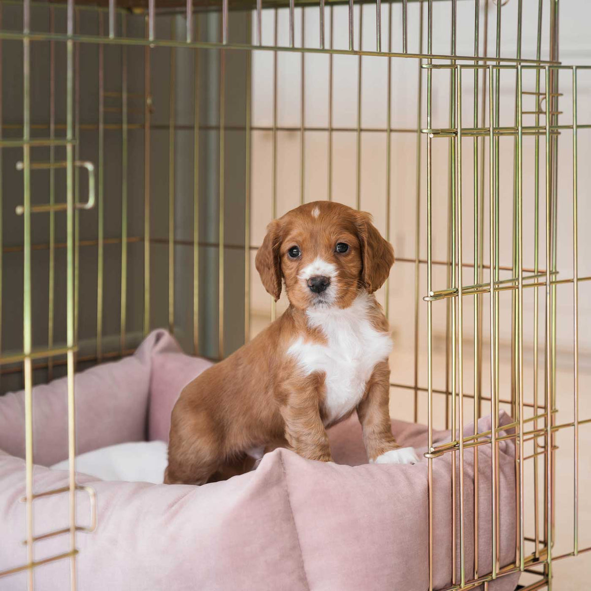 Cosy & Calming Puppy Crate Bed With Removable Covers In Blossom Velvet, view 4