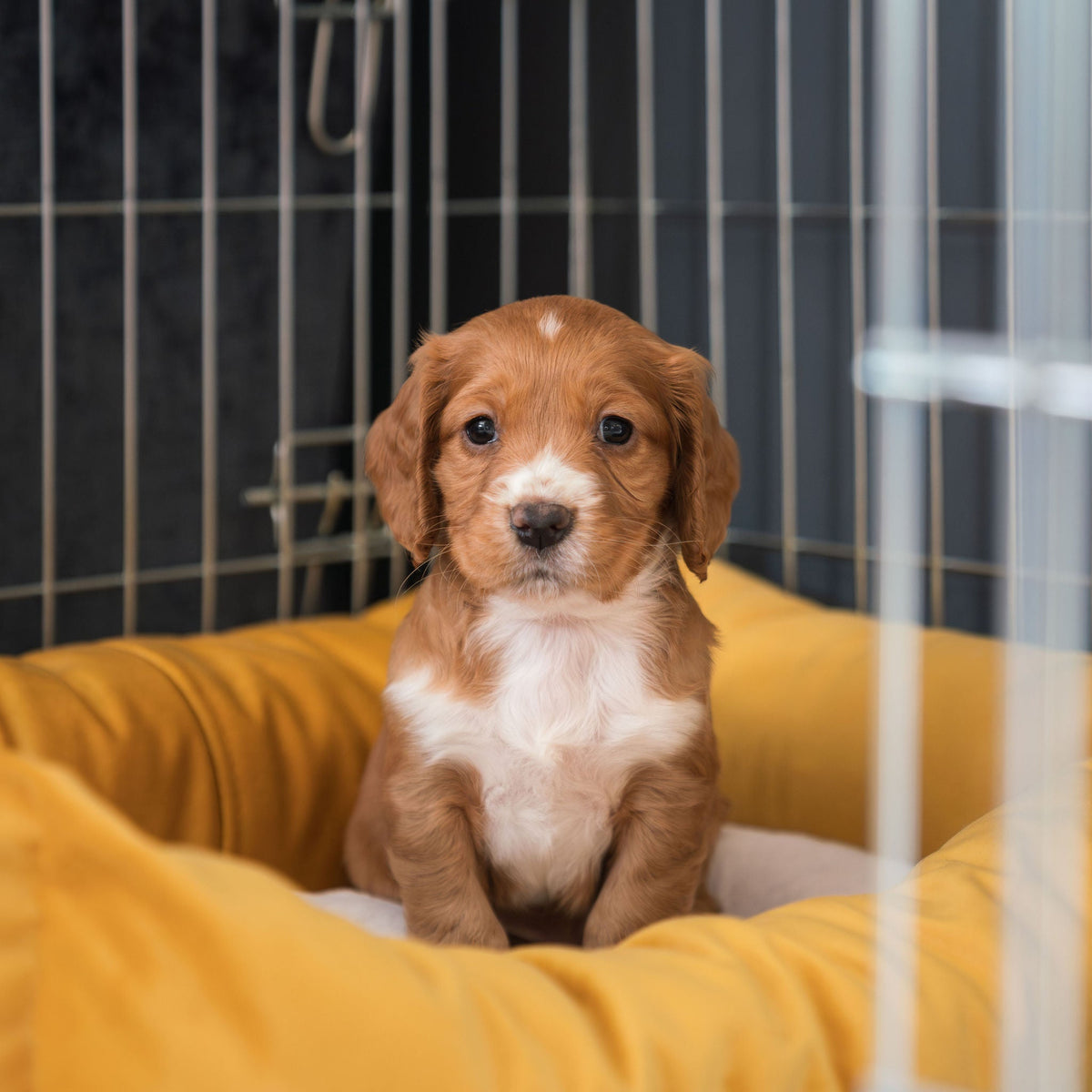 Cosy & Calming Puppy Crate Bed With Removable Covers In Saffron Velvet, view 3