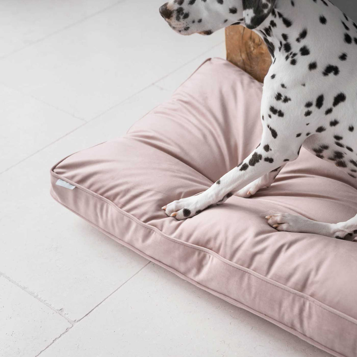 Dog Cushion in Blossom Velvet, view 6