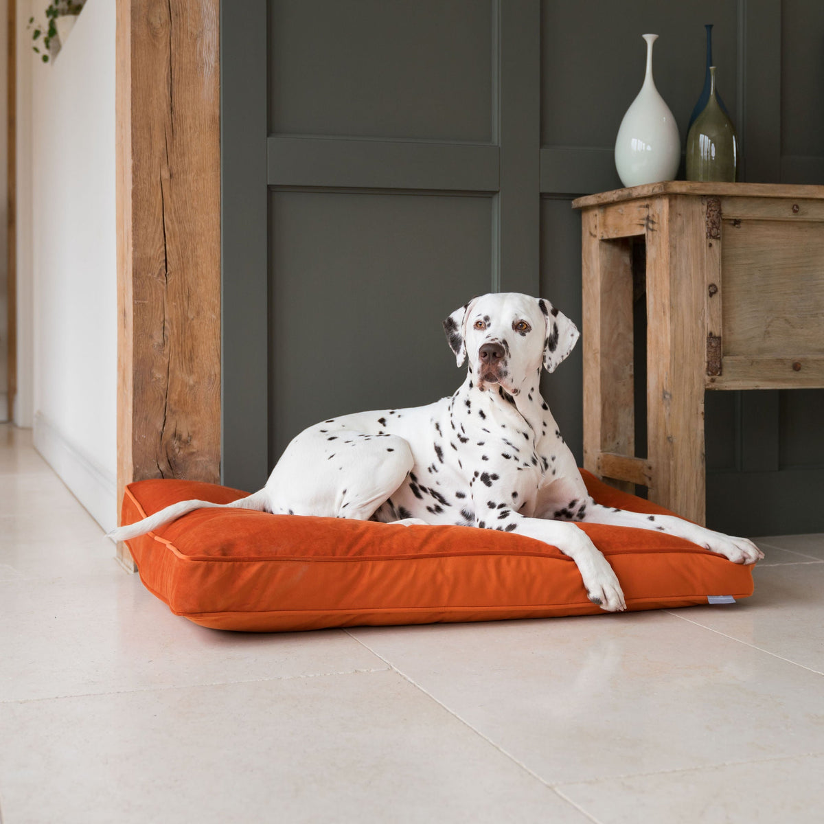 Dog Cushion in Pumpkin Velvet, view 6