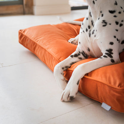 Dog Cushion in Pumpkin Velvet, view 7