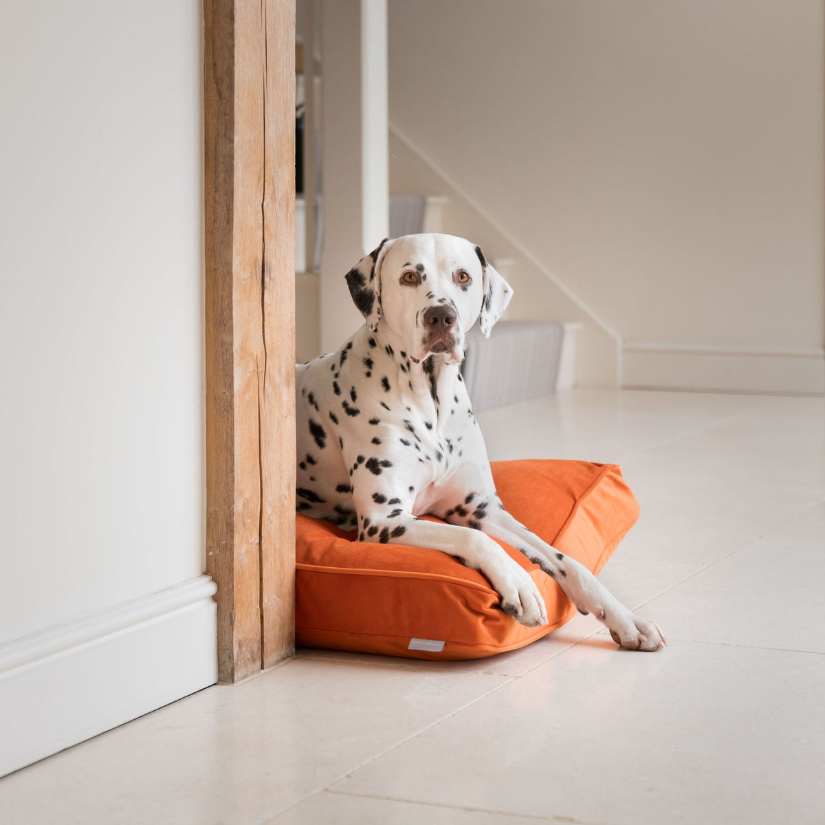 Dog Cushion in Pumpkin Velvet, view 8