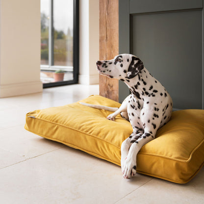 Dog Cushion in Saffron Velvet, view 6