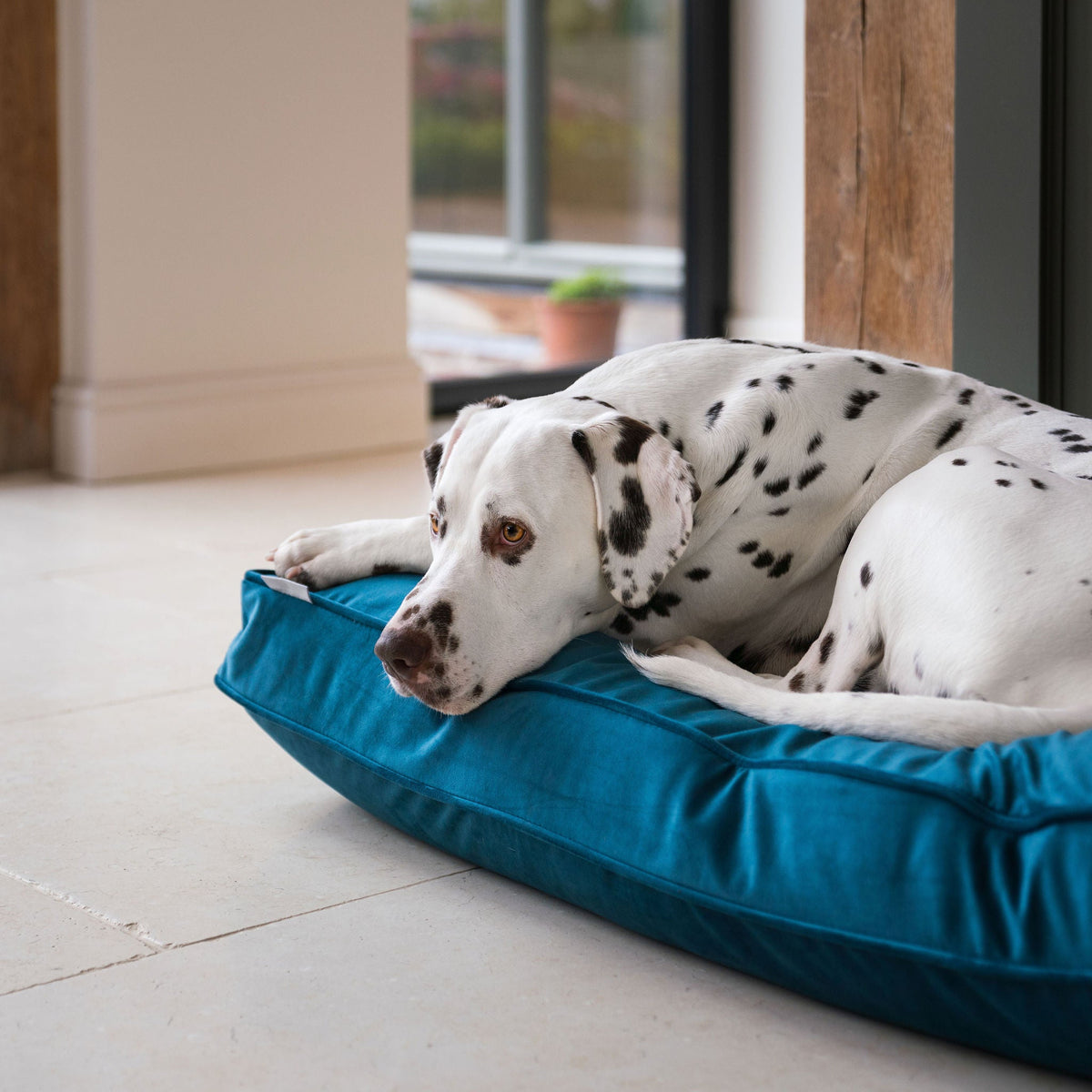 Dog Cushion in Marine Velvet, view 6