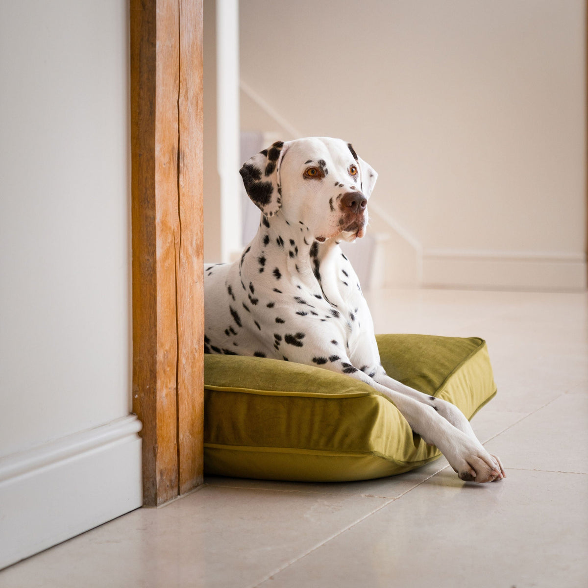 Dog Cushion in Olive Velvet, view 6