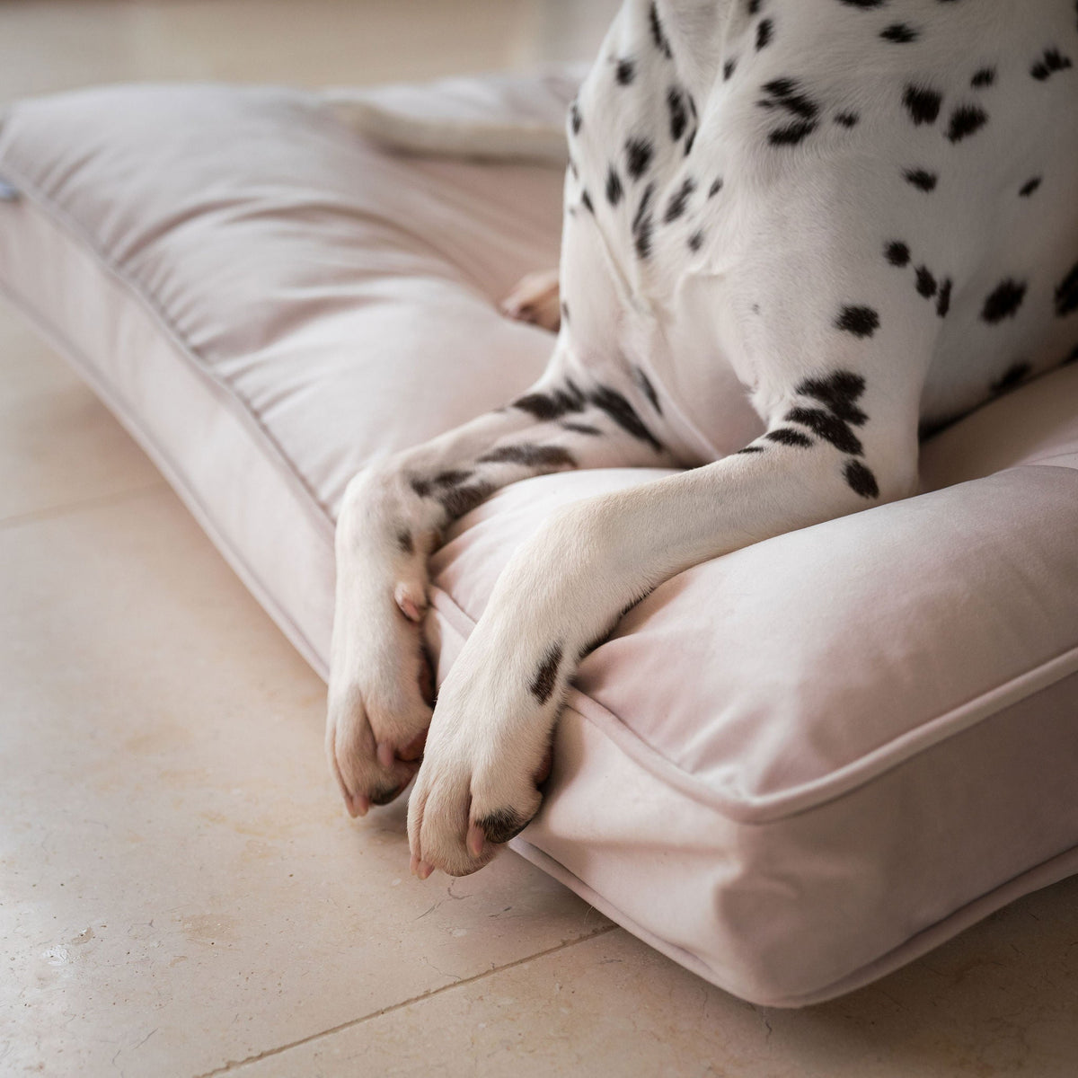 Dog Cushion in Oyster Velvet, view 5