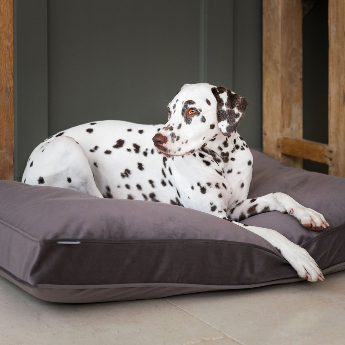 Dog Cushion in Silt Velvet, view 5