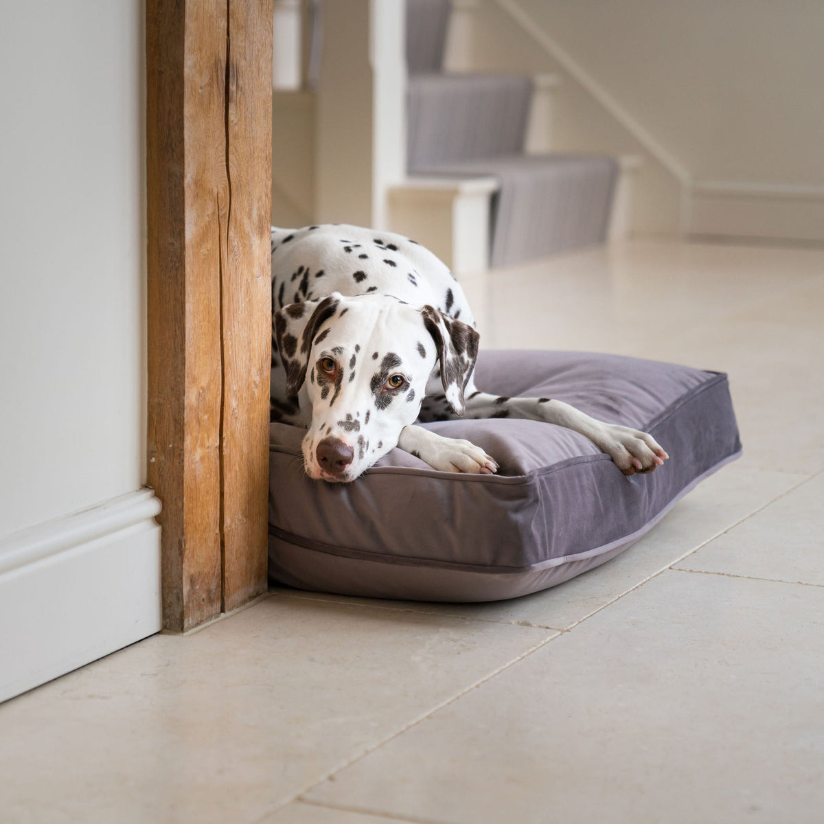 Dog Cushion in Silt Velvet, view 6