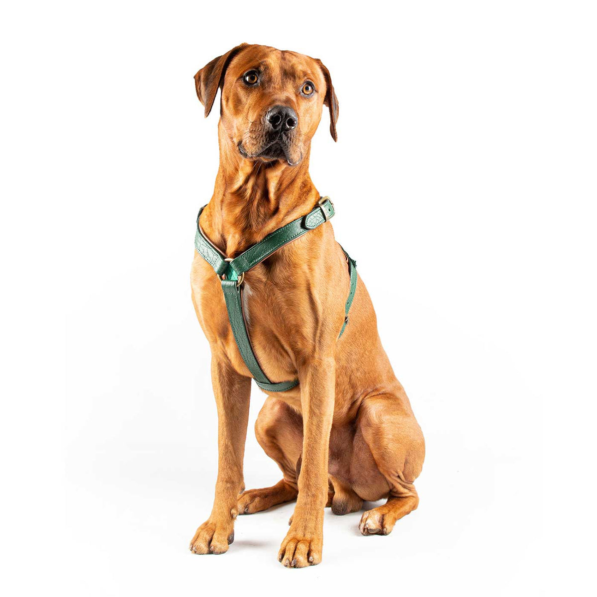 Ivy Dog Harness by DWAM, view 4