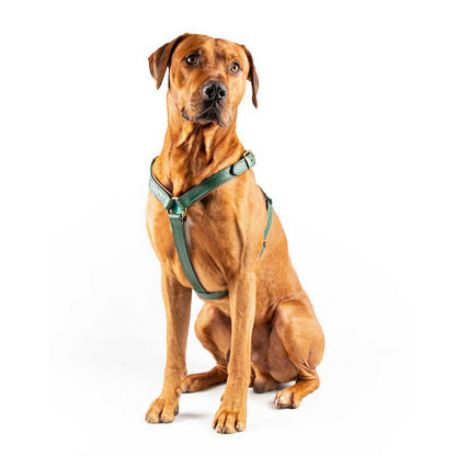 Ivy Dog Harness by DWAM, view 4