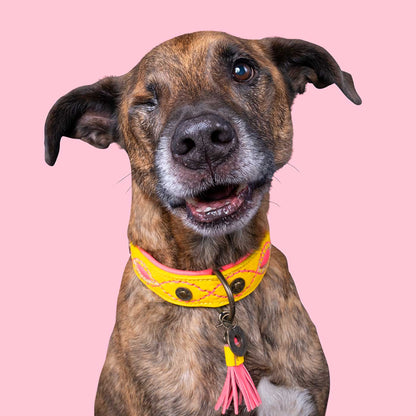 Jessie Dog Collar by DWAM, view 2