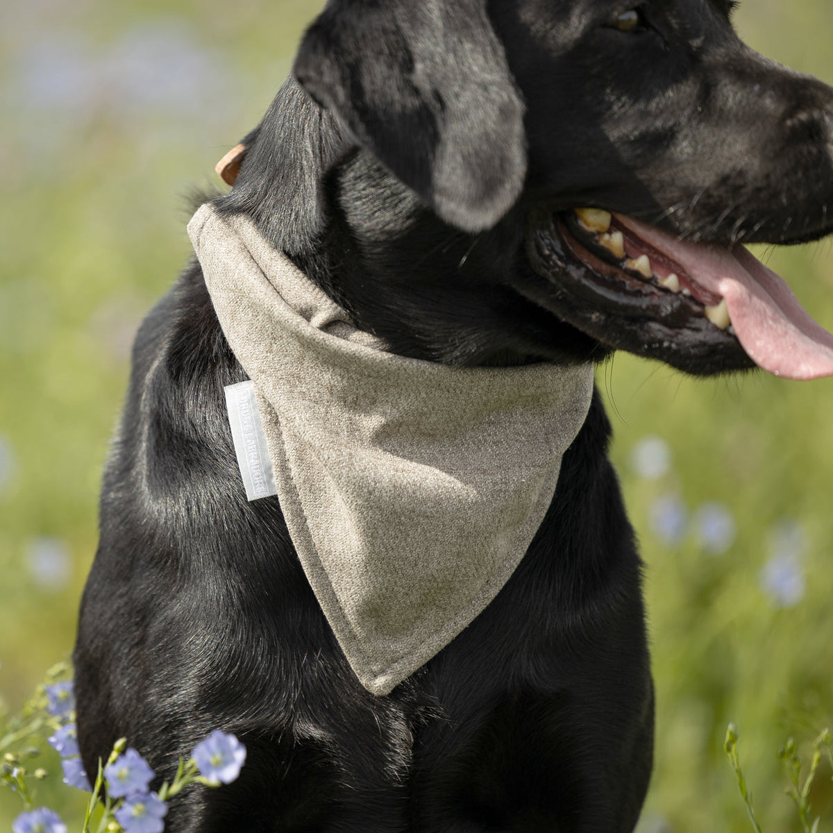 Bandana In Inchmurrin Ground, view 2
