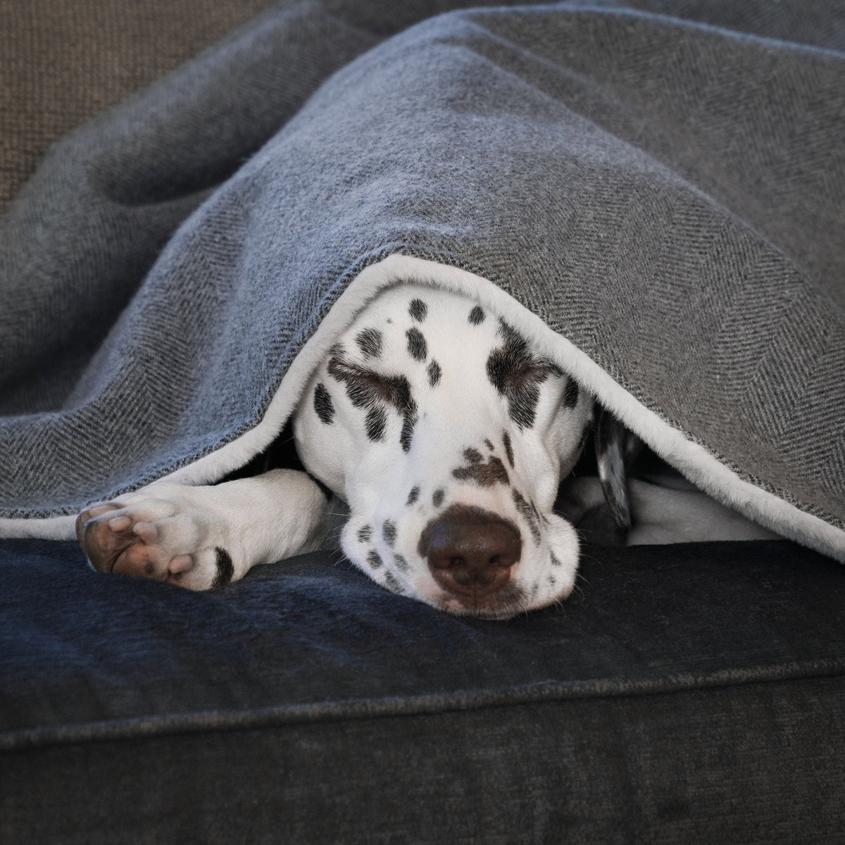 Dog & Puppy Blanket in Herringbone Tweed, view 7