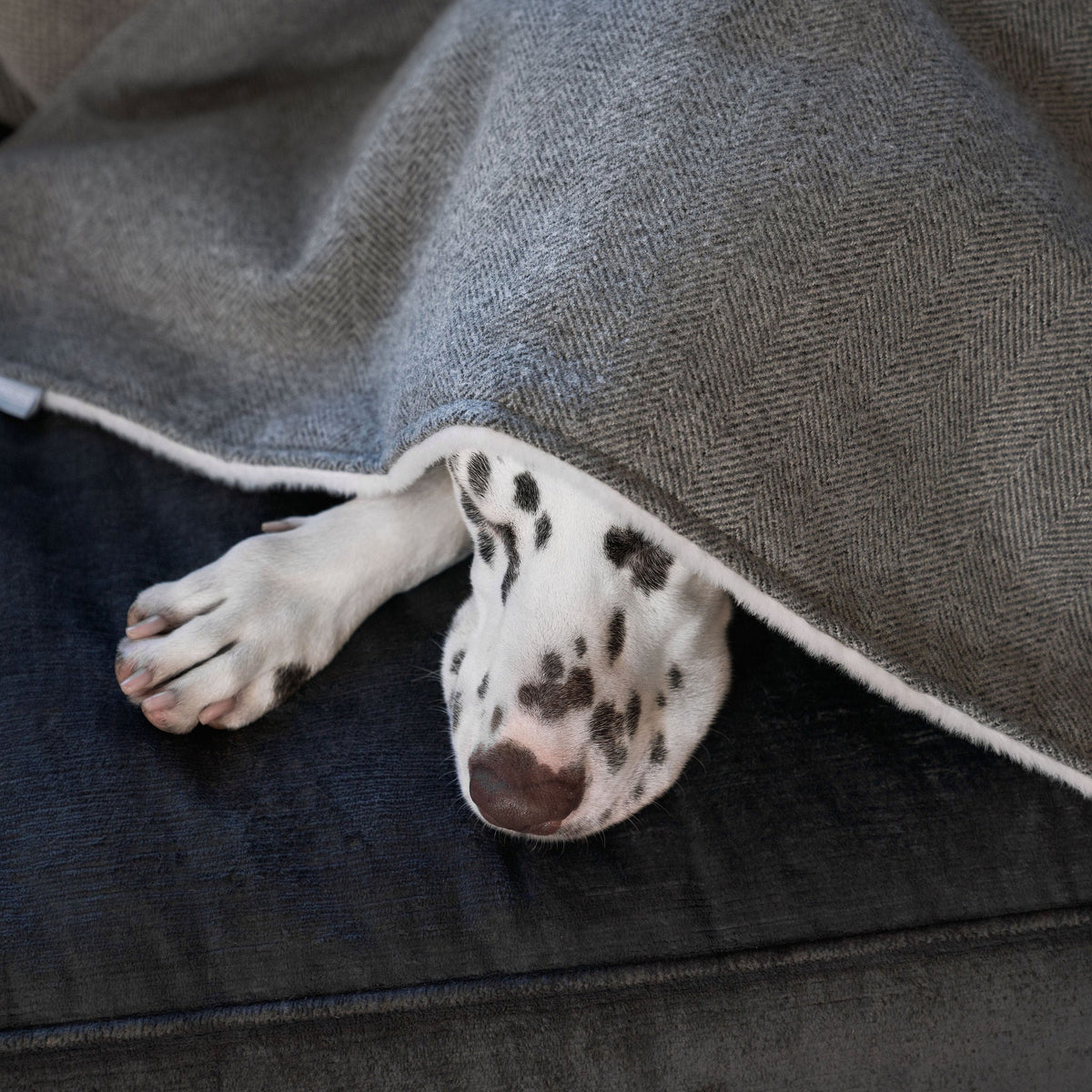 Dog & Puppy Blanket in Herringbone Tweed, view 8