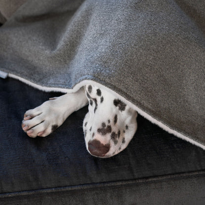 Dog & Puppy Blanket in Herringbone Tweed, view 8