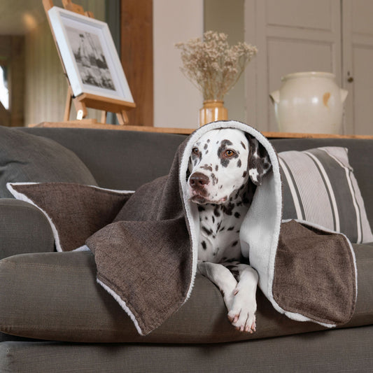 Dog & Puppy Blanket in Inchmurrin Umber