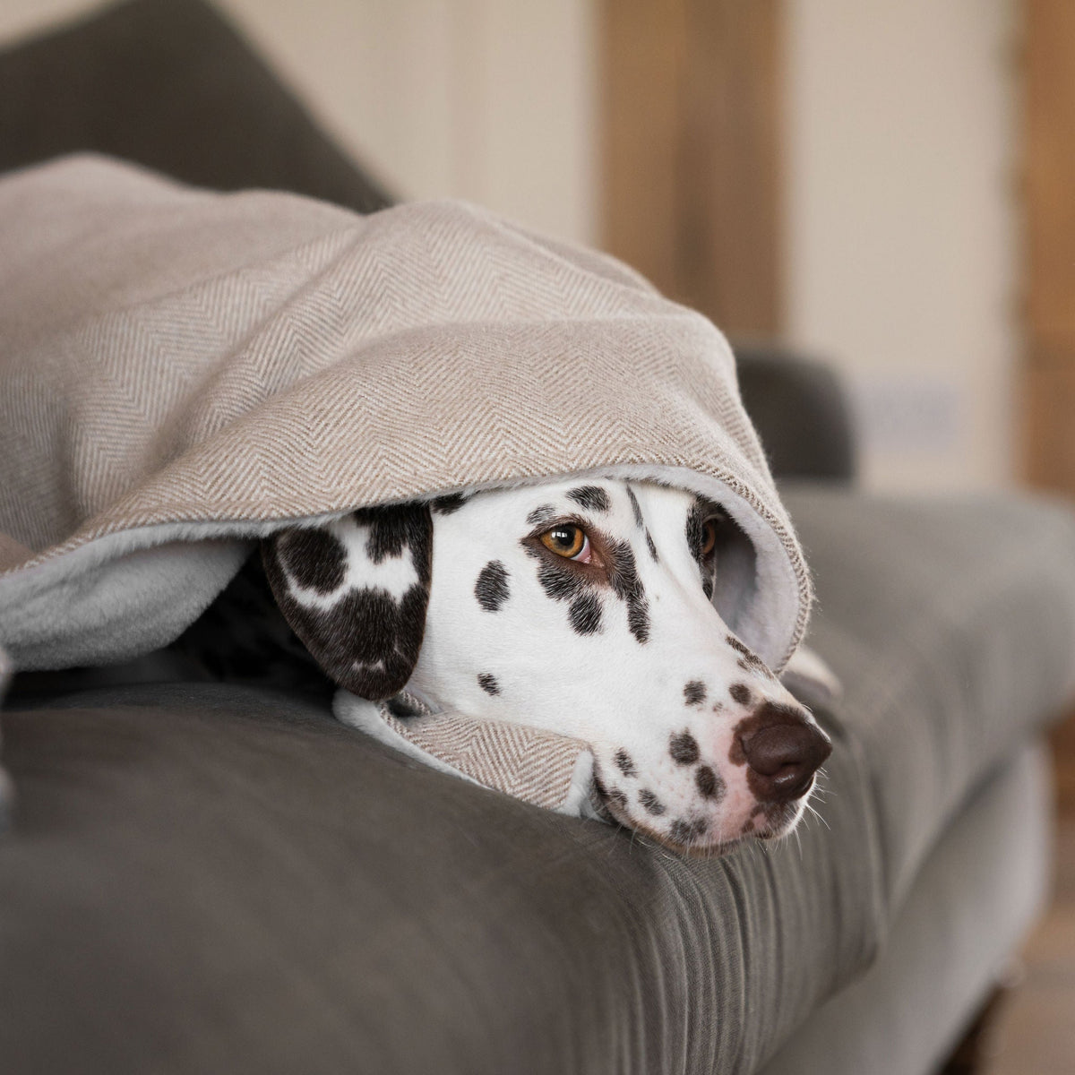 Dog & Puppy Blanket in Herringbone Tweed, view 11