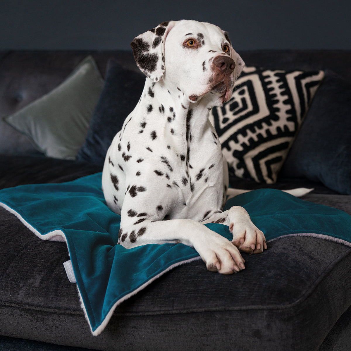 Dog & Puppy Blanket in Marine Velvet, view 4