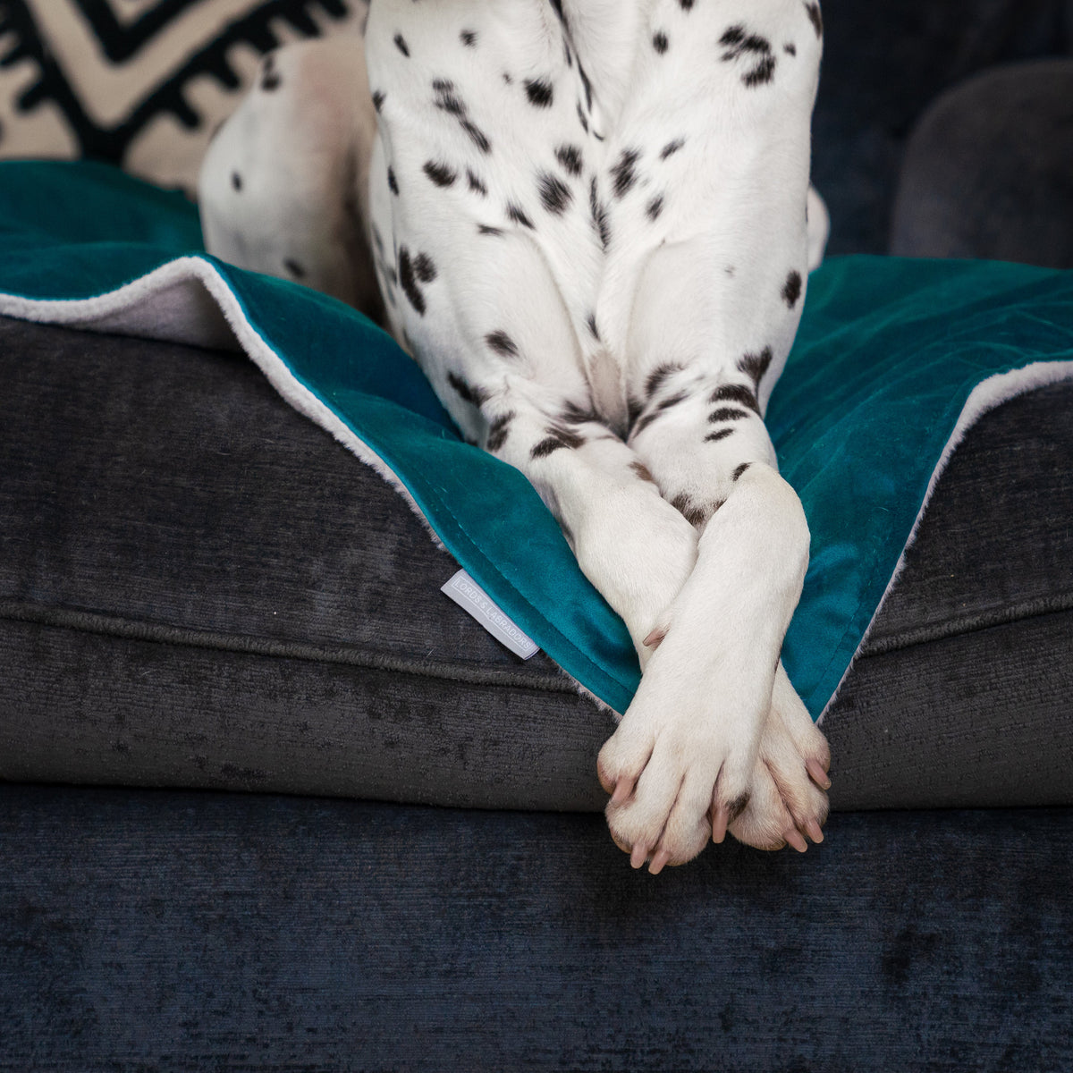 Dog & Puppy Blanket in Marine Velvet, view 3
