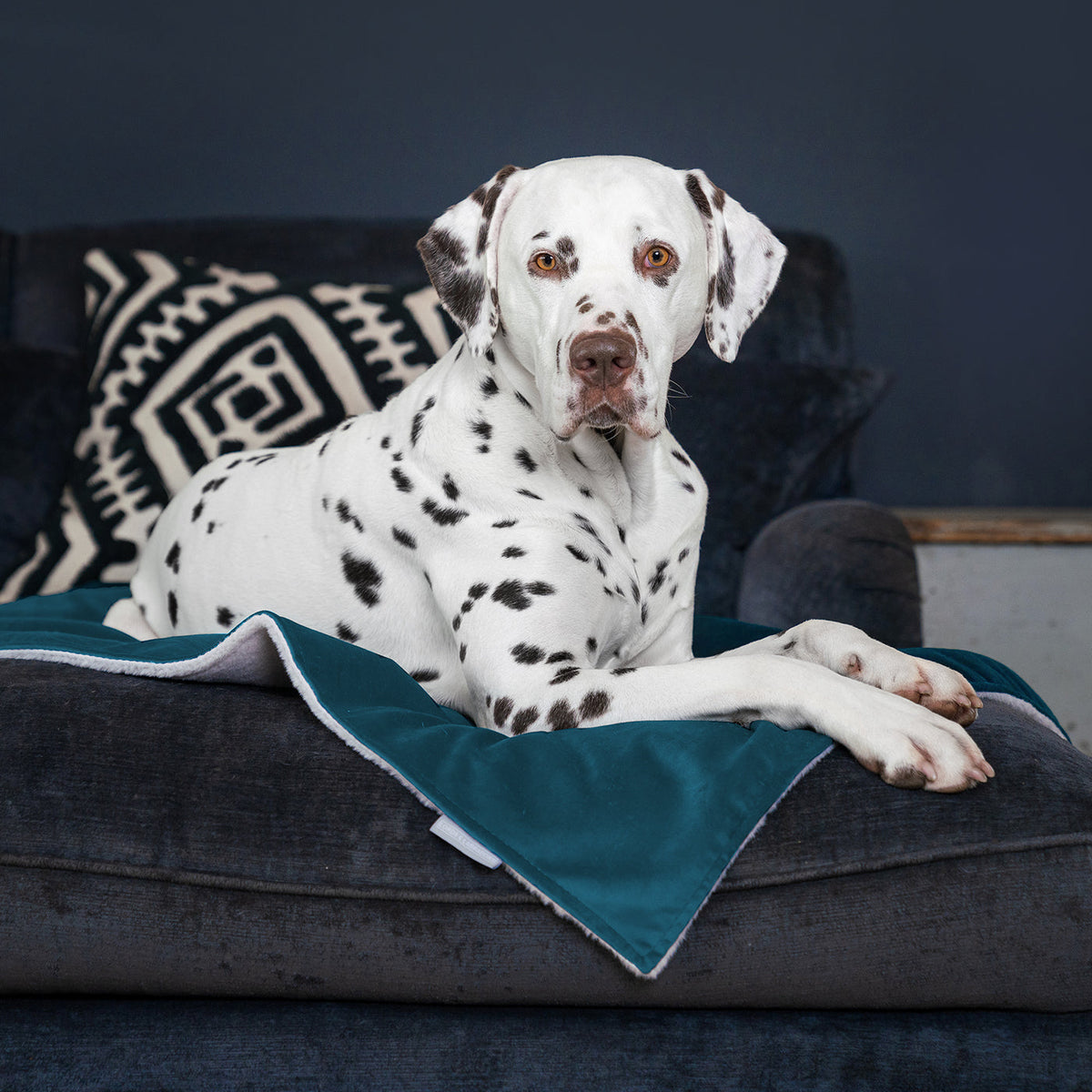 Dog & Puppy Blanket in Marine Velvet
