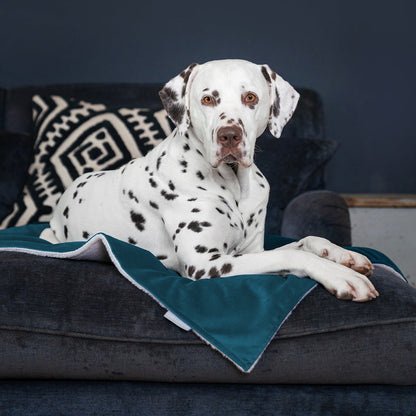Dog & Puppy Blanket in Marine Velvet
