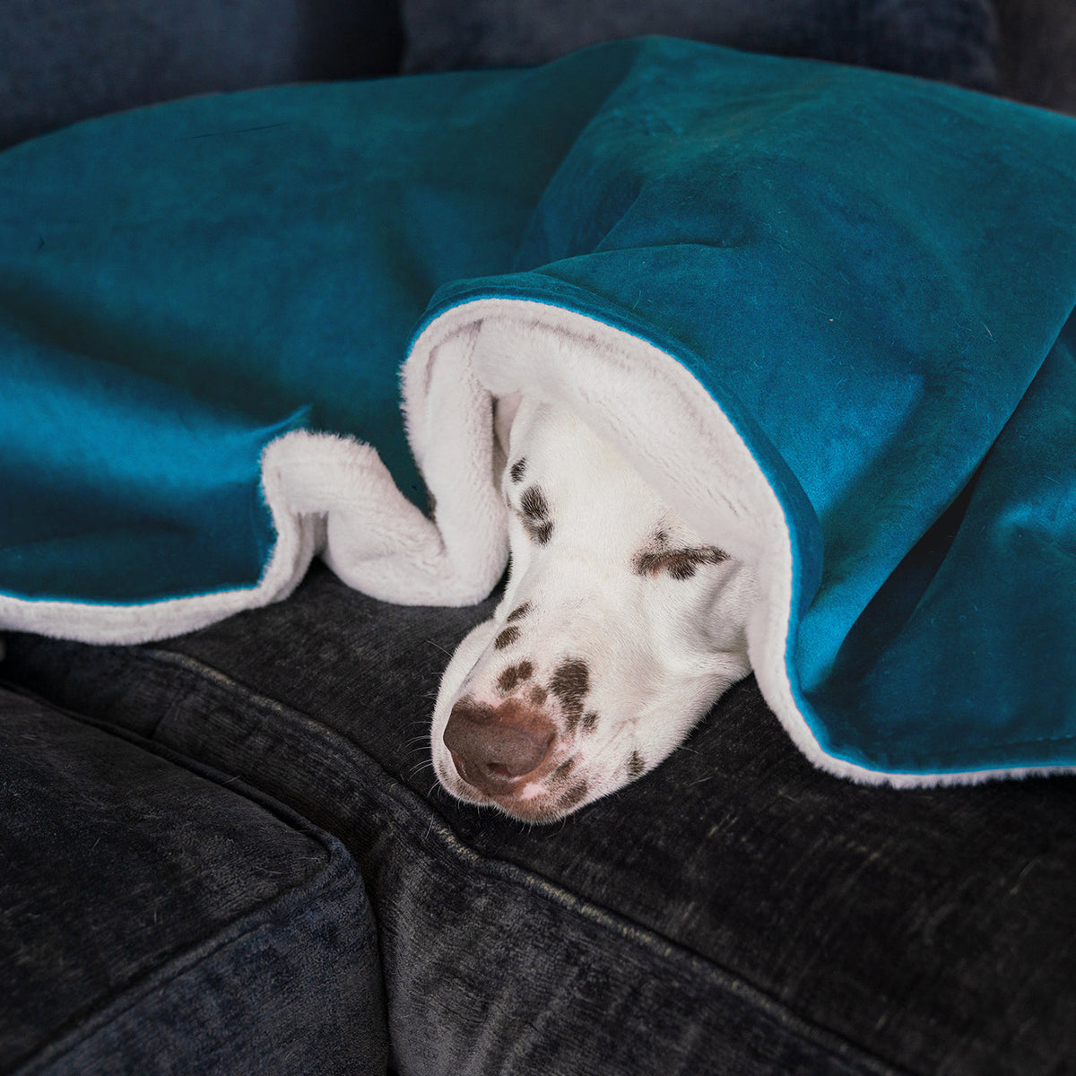 Dog & Puppy Blanket in Marine Velvet, view 2