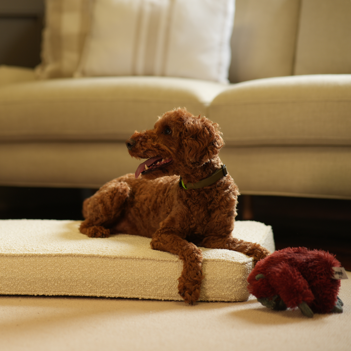 Dog Cushion in Ivory Bouclé, view 20