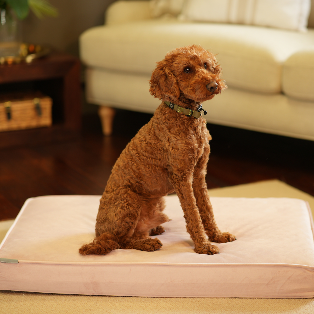 Dog Cushion in Blossom Velvet, view 10