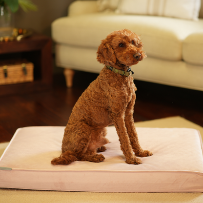 Dog Cushion in Blossom Velvet, view 10