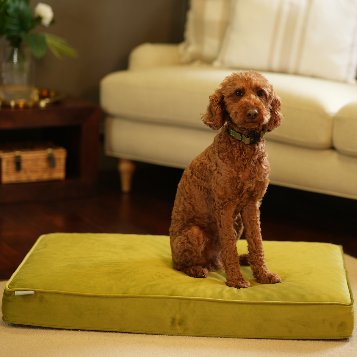Dog Cushion in Olive Velvet, view 12