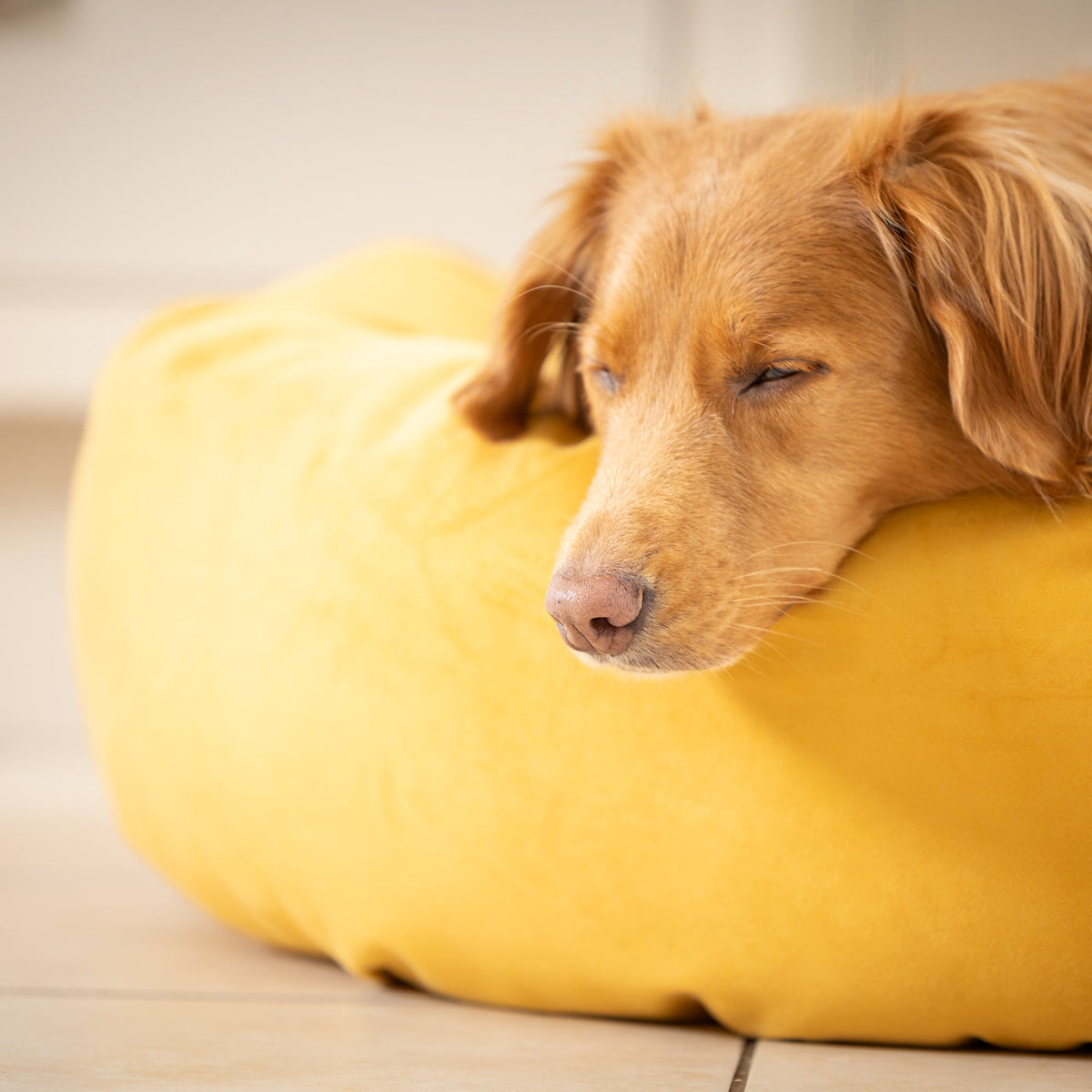 Donut Bed With Removable Covers in Saffron Velvet, view 2