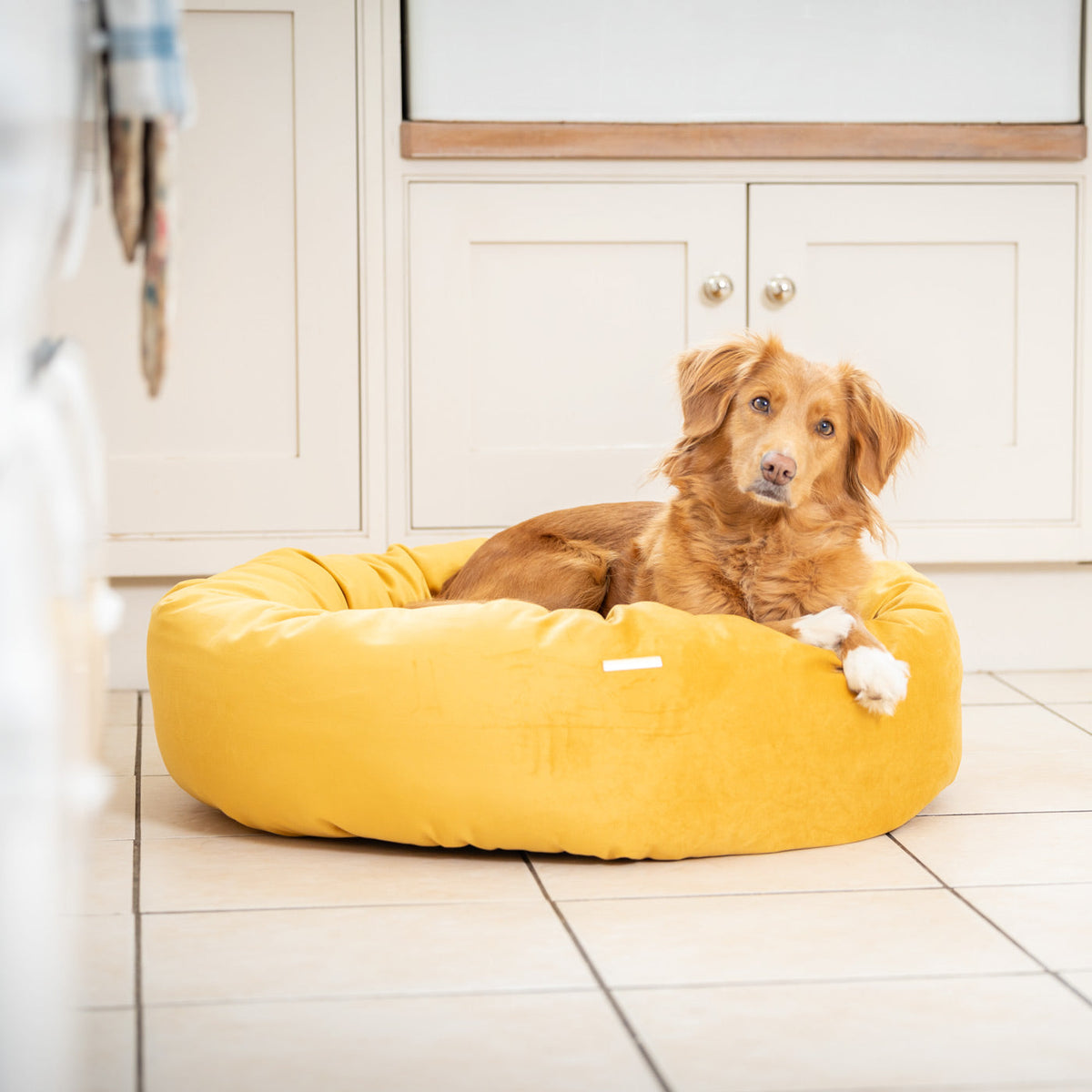 Donut Bed With Removable Covers in Saffron Velvet, view 4