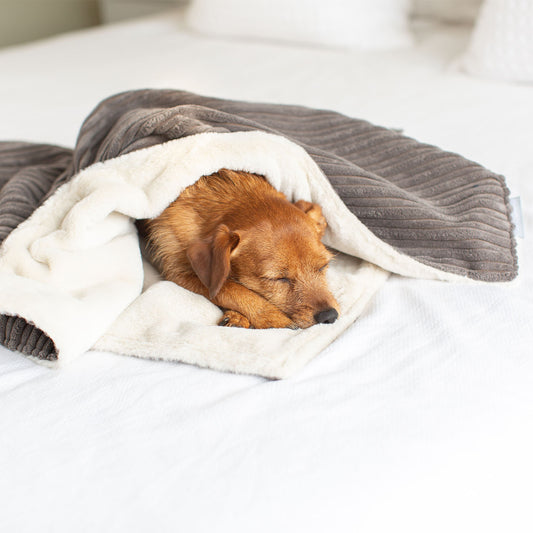 Dog & Puppy Blanket in Dark Grey Essentials Plush