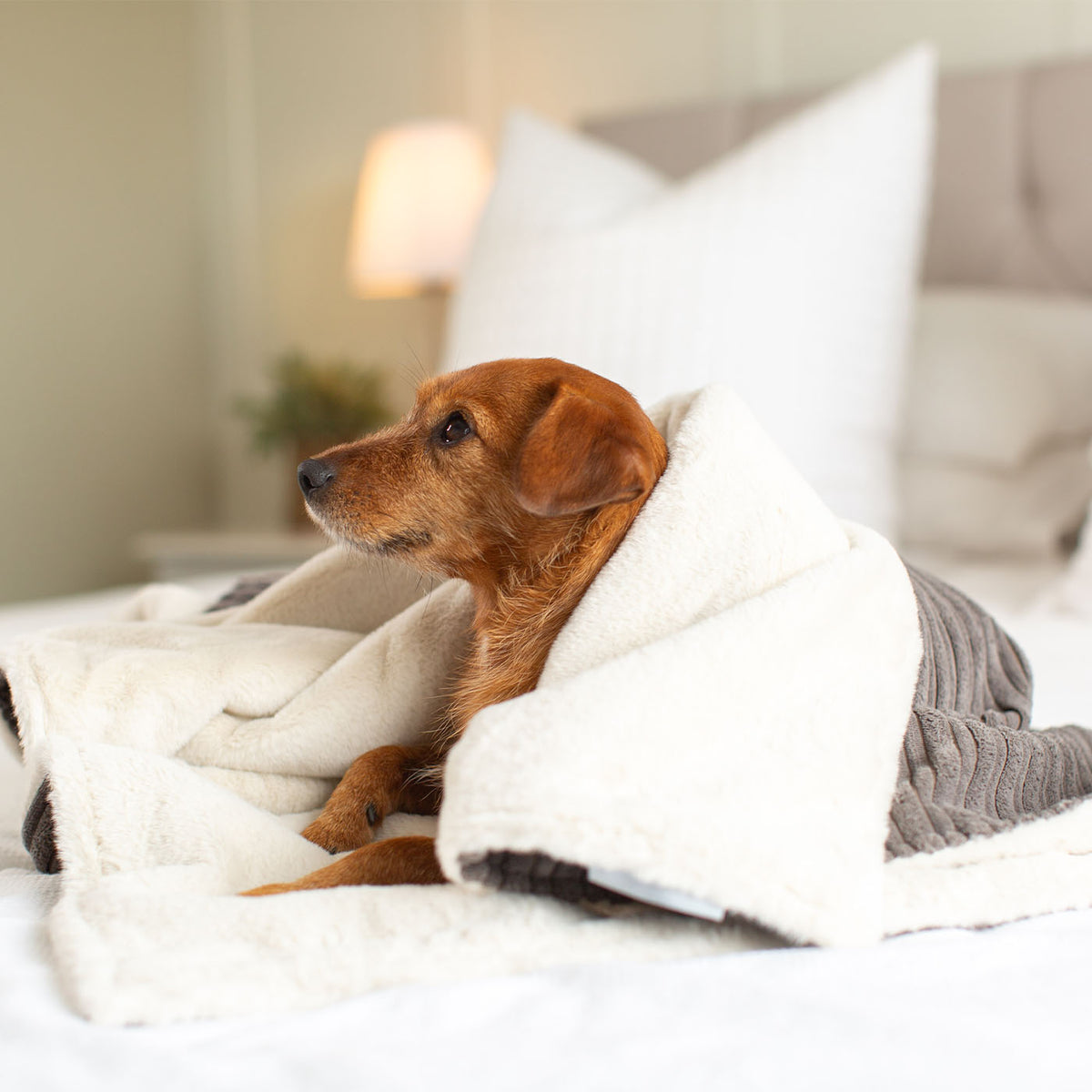 Dog & Puppy Blanket in Dark Grey Essentials Plush, view 3
