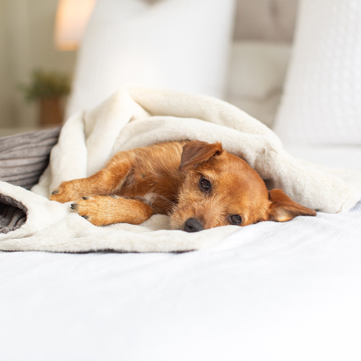 Dog & Puppy Blanket in Dark Grey Essentials Plush, view 4