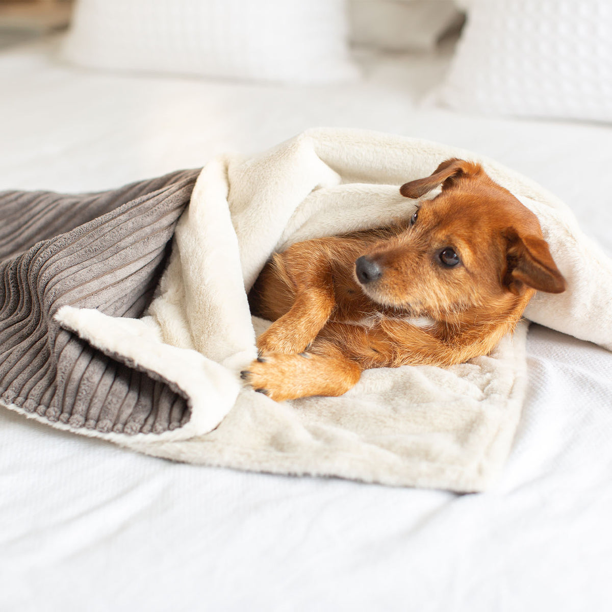 Dog & Puppy Blanket in Dark Grey Essentials Plush, view 6