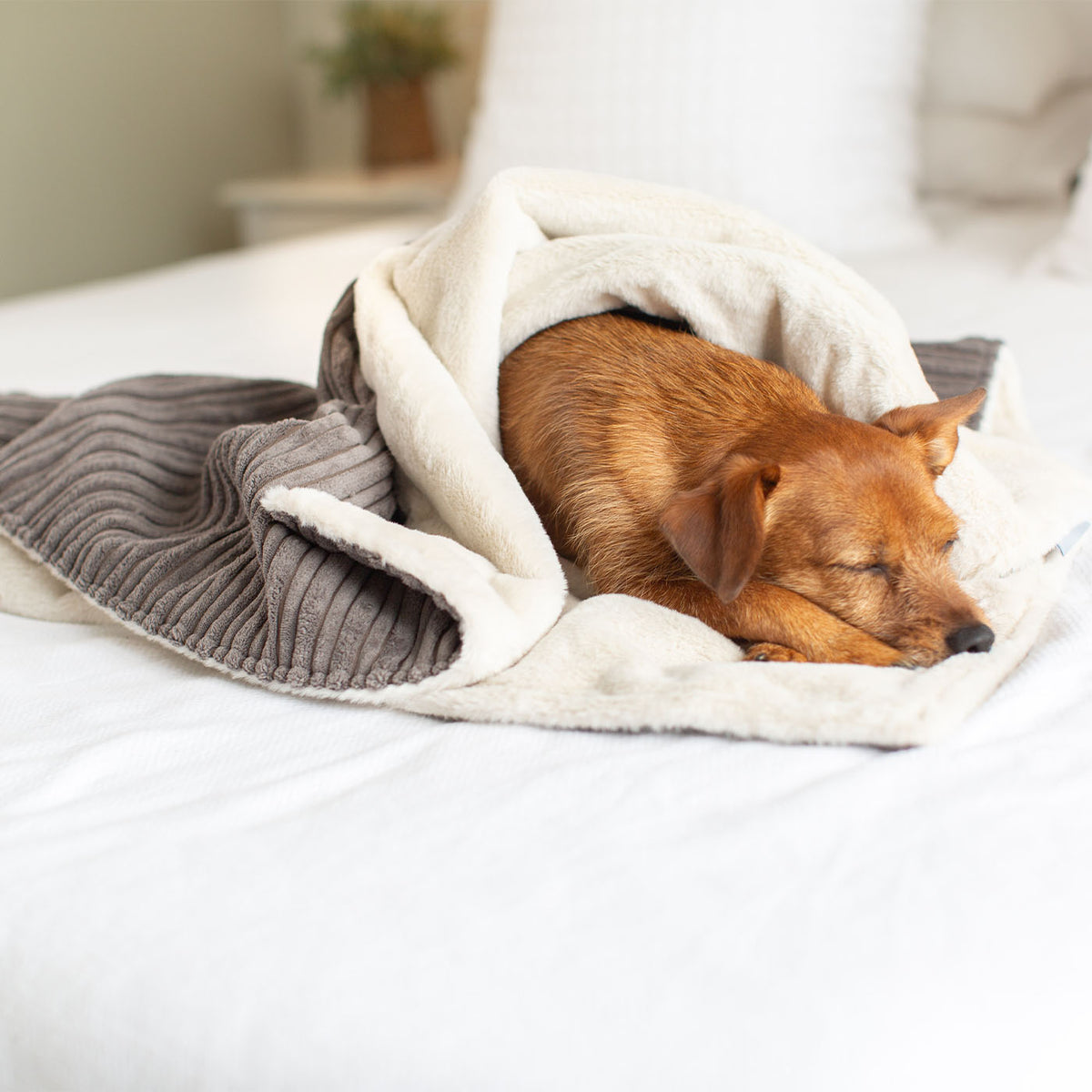 Dog & Puppy Blanket in Dark Grey Essentials Plush, view 5