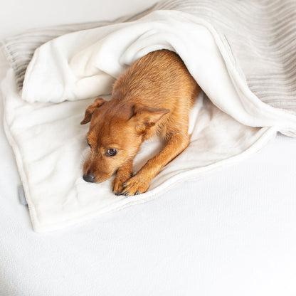 Dog & Puppy Blanket in Light Grey Essentials Plush, view 2