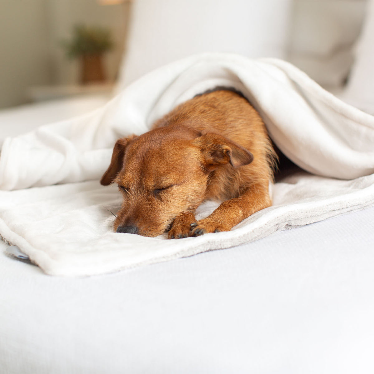 Dog & Puppy Blanket in Light Grey Essentials Plush, view 5