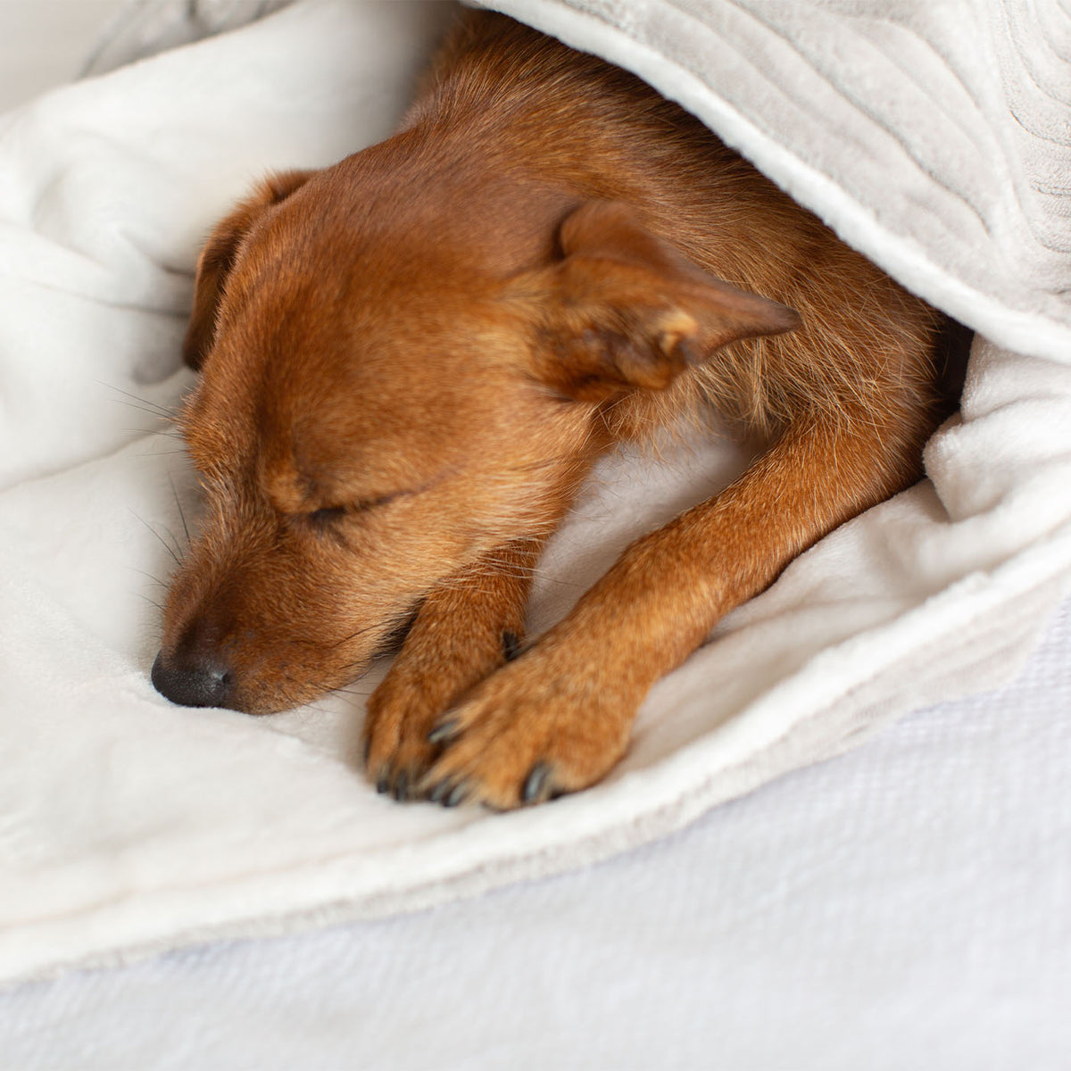 Dog & Puppy Blanket in Light Grey Essentials Plush, view 6