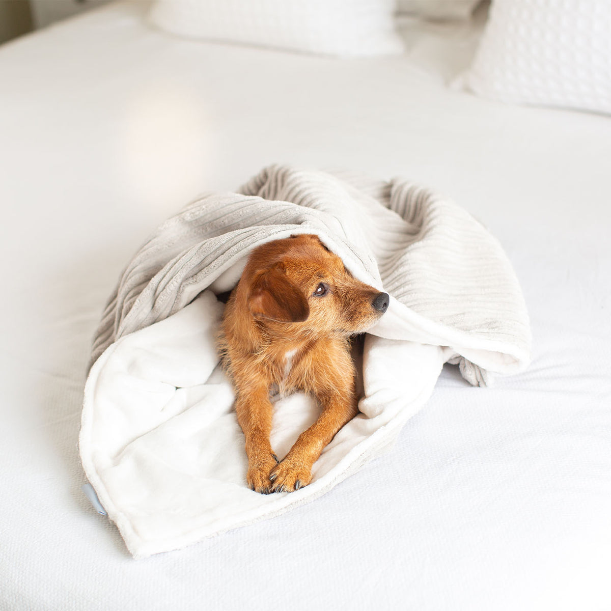 Dog & Puppy Blanket in Light Grey Essentials Plush, view 7