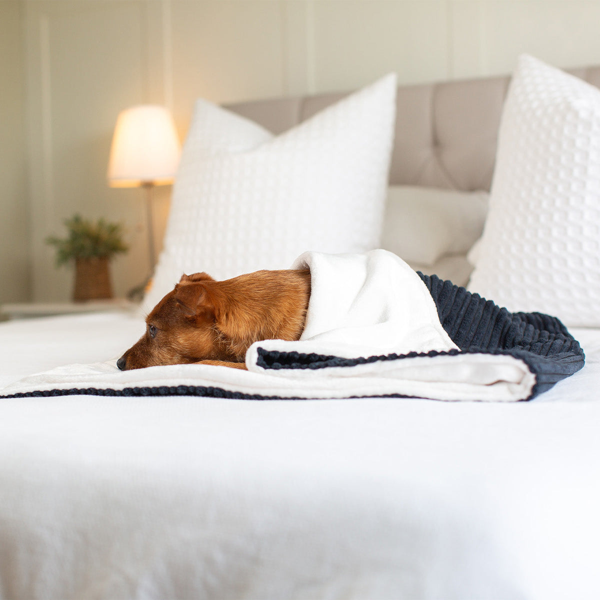 Dog & Puppy Blanket in Navy Essentials Plush, view 3
