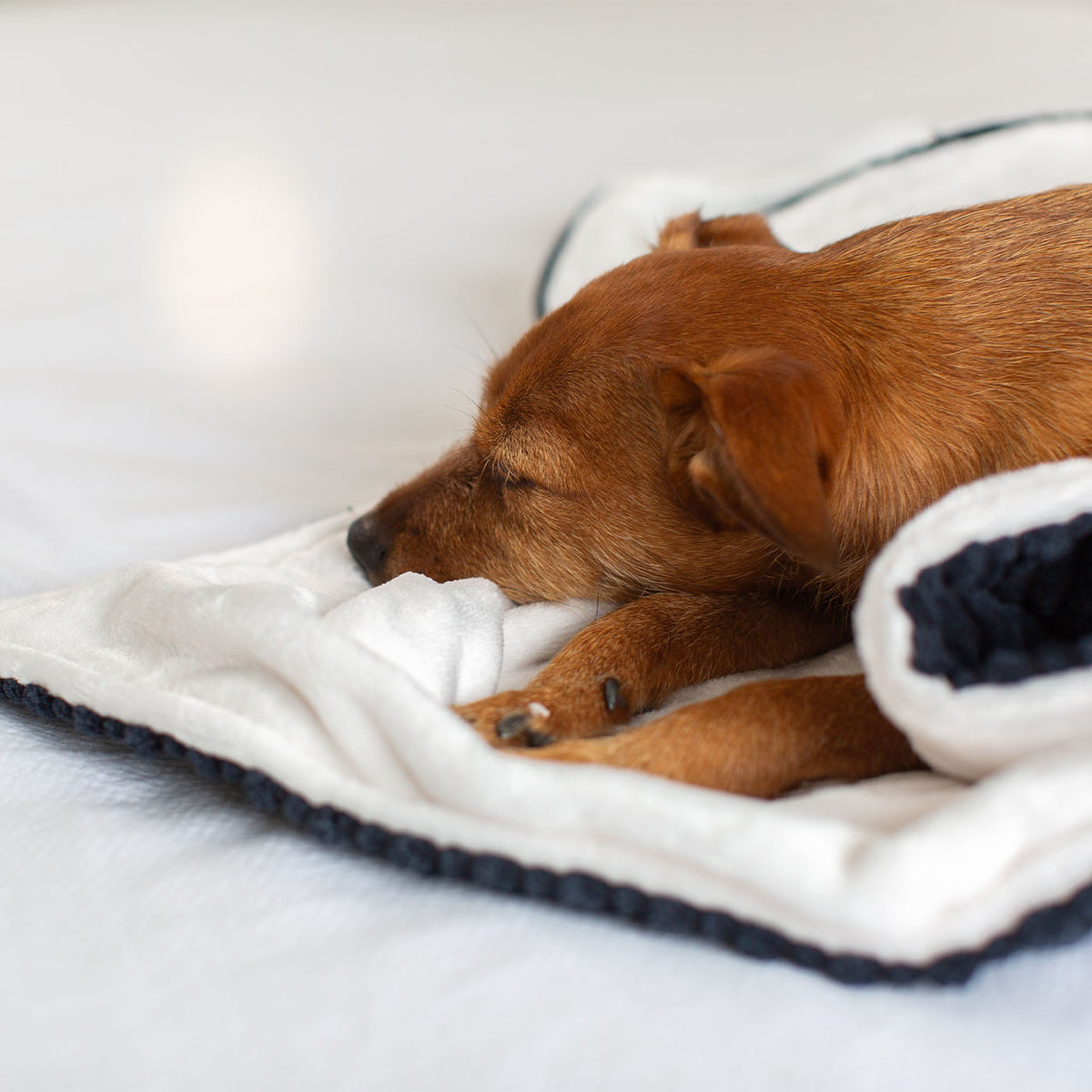 Dog & Puppy Blanket in Navy Essentials Plush, view 6